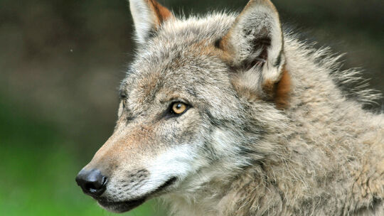Wölfe sind zu einem Dauerthema im Westerwald geworden. Auch und besonders bei heimischen Weidetierhaltern. Wölfe sind zu einem Dauerthema im Westerwald geworden. Auch und besonders bei heimischen Weidetierhaltern.