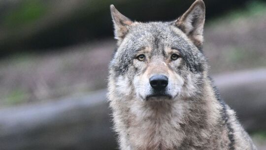 Der Westerwälder Wolsrüde GW1896 könnte seinen Lebensraum dauerhaft ins Sauerland verlegt haben. (Symbolbild) Der Westerwälder Wolsrüde GW1896 könnte seinen Lebensraum dauerhaft ins Sauerland verlegt haben. (Symbolbild)