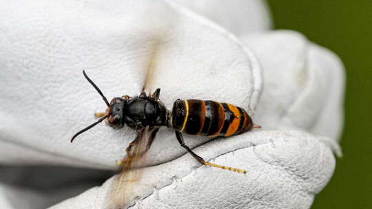 Eine Asiatische Hornisse (Vespa velutina) wird von einem Biologen mit einem Handschuh gehalten. Sie ist eine von 46 invasiven Ar Eine Asiatische Hornisse (Vespa velutina) wird von einem Biologen mit einem Handschuh gehalten. Sie ist eine von 46 invasiven Ar
