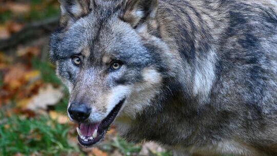 Der Wolf ist zurück in der Region: In Herdorf gab es in den vergangenen Wochen drei Schafsrisse. Unsere Zeitung hat nun mit Bürg Der Wolf ist zurück in der Region: In Herdorf gab es in den vergangenen Wochen drei Schafsrisse. Unsere Zeitung hat nun mit Bürg