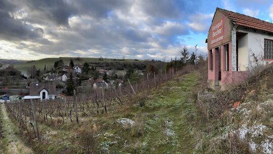 Die Kalkofener Graukatz ist der letzte Weinberg des Ortes, der früher mal ganze 25 Lagen hatte... Die Kalkofener Graukatz ist der letzte Weinberg des Ortes, der früher mal ganze 25 Lagen hatte...