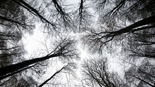 Wald Wald