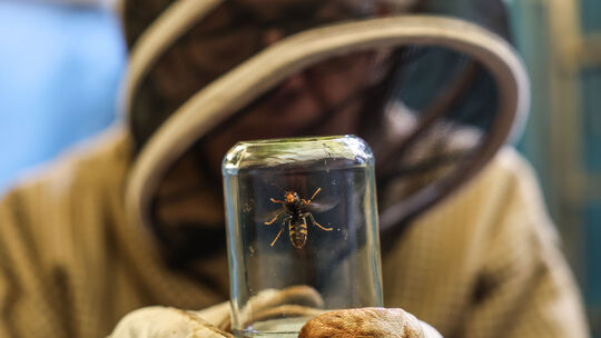 Ein Imker hat eine Asiatische Hornisse im Glas gefangen. Die invasive Art breitet sich auch in Rheinland-Pfalz zunehmend aus. Ein Imker hat eine Asiatische Hornisse im Glas gefangen. Die invasive Art breitet sich auch in Rheinland-Pfalz zunehmend aus.