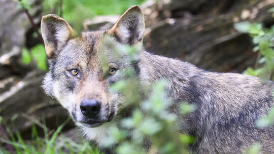 Wölfe sind bei verschiedenen Rissen im Westerwald als Verursacher nachgewiesen worden, so unter anderem in der VG Altenkirchen-F Wölfe sind bei verschiedenen Rissen im Westerwald als Verursacher nachgewiesen worden, so unter anderem in der VG Altenkirchen-F