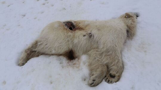 Erster Fall von Vogelgrippe bei Eisbär in Europa Erster Fall von Vogelgrippe bei Eisbär in Europa