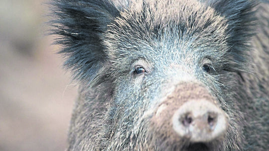 Die Afrikanische Schweinepest rückt mit infizierten Wildschweinen näher an den Westerwald heran. Die Afrikanische Schweinepest rückt mit infizierten Wildschweinen näher an den Westerwald heran.