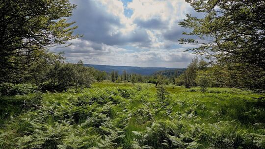 Deutschlands Jüngster: Der Nationalpark Hunsrück-Hochwald Deutschlands Jüngster: Der Nationalpark Hunsrück-Hochwald