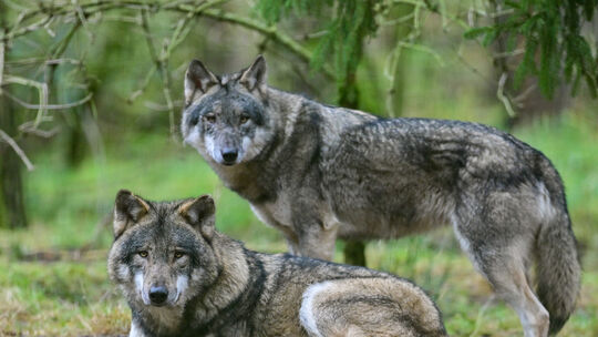 Ein Wolfspaar gibt es im Gebiet des Hachenburger Rudels offenbar schon länger nicht mehr. Ein Wolfspaar gibt es im Gebiet des Hachenburger Rudels offenbar schon länger nicht mehr.