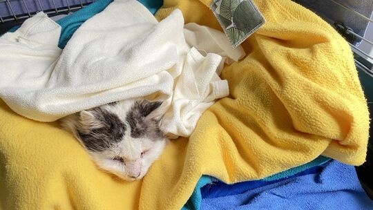 Erschöpft, aber gerettet: Kater Lucky (15) ist in der Tierauffangstation in Weitefeld von den Mitgliedern liebevoll empfangen un Erschöpft, aber gerettet: Kater Lucky (15) ist in der Tierauffangstation in Weitefeld von den Mitgliedern liebevoll empfangen un