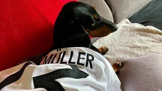 Dackel Amy Müller mit Trikot von Thomas Müller, das Redakteurin Vera Müller in Ehren hält. Dackel Amy Müller mit Trikot von Thomas Müller, das Redakteurin Vera Müller in Ehren hält.