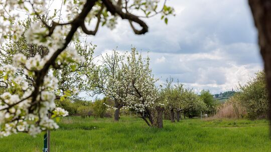 Bei der Pflanzaktion der Stadt soll auch eine schon bestehende Streuobstwiese erweitert werden. Bei der Pflanzaktion der Stadt soll auch eine schon bestehende Streuobstwiese erweitert werden.