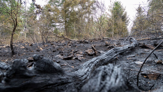 So schlimm sieht die Natur aus, nachdem das Feuer hier wütete. So schlimm sieht die Natur aus, nachdem das Feuer hier wütete.