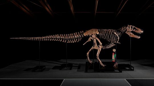Auktion eines T-Rex-Skeletts Auktion eines T-Rex-Skeletts