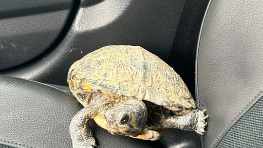 Fund-Schildkröte Fund-Schildkröte