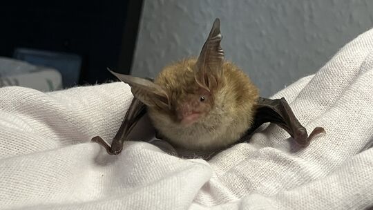 Kandidaten wie diese seltene Bechsteinfledermaus sind bei Björn und Sandra Janßen-Weetz bei der Fledermaushilfe Westerwald in Bu Kandidaten wie diese seltene Bechsteinfledermaus sind bei Björn und Sandra Janßen-Weetz bei der Fledermaushilfe Westerwald in Bu