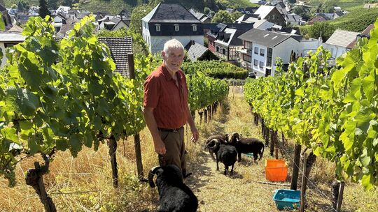 In diesem Jahr hat Winzer Gerd Josten Winzerbetrieb vom Mönchberger Hof in Mayschoß seine bretonischen Ouessantschafe zum ersten In diesem Jahr hat Winzer Gerd Josten Winzerbetrieb vom Mönchberger Hof in Mayschoß seine bretonischen Ouessantschafe zum ersten
