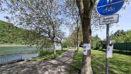 Die Walnussallee ist prägendes Element der Rheinpromenade in Niederlahnstein. Doch möglichweise müssen die Walnussbäume dem neue Die Walnussallee ist prägendes Element der Rheinpromenade in Niederlahnstein. Doch möglichweise müssen die Walnussbäume dem neue