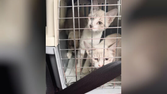 Der Verein „Tierhilfe mit Herz“ hilft unter anderem Katzen in größerer Not. Um Katzen zu schützen und ihnen ein artgerechtes Leb Der Verein „Tierhilfe mit Herz“ hilft unter anderem Katzen in größerer Not. Um Katzen zu schützen und ihnen ein artgerechtes Leb