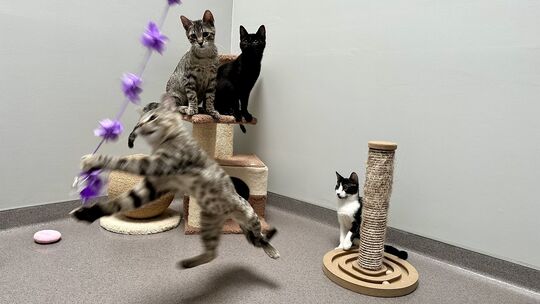Alarm im Tierheim Ransbach-Baumbach: 34 Kitten und 28 Katzen werden derzeit betreut und suchen ein Zuhause. Auch die Kleintierab Alarm im Tierheim Ransbach-Baumbach: 34 Kitten und 28 Katzen werden derzeit betreut und suchen ein Zuhause. Auch die Kleintierab