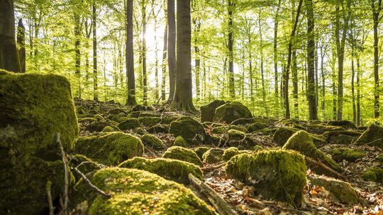 Der alte Buchenwald mit seinen Basalt-Blöcken am Nauberg ist Heimat für ein landesweit einmaliges Tiervorkommen. Der alte Buchenwald mit seinen Basalt-Blöcken am Nauberg ist Heimat für ein landesweit einmaliges Tiervorkommen.