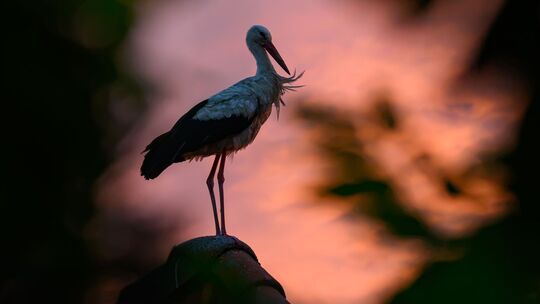 Storch im Sonnenuntergang Storch im Sonnenuntergang