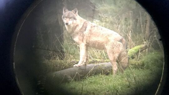 Der Wolfsrüde GW2478 wurde vom Westerwaldkreis zum Abschuss freigegeben, wird aber durch eine Entscheidung des Verwaltungsgerich Der Wolfsrüde GW2478 wurde vom Westerwaldkreis zum Abschuss freigegeben, wird aber durch eine Entscheidung des Verwaltungsgerich