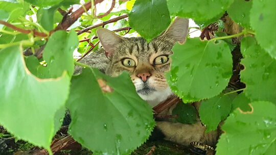 Katzen und Kater, die Freigänger sind, müsen in der VG Nahe-Glan kastriert sein. Damit soll das unkontrollierte Vermehren der Ti Katzen und Kater, die Freigänger sind, müsen in der VG Nahe-Glan kastriert sein. Damit soll das unkontrollierte Vermehren der Ti