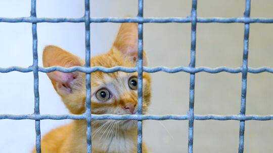 Seit einigen Monaten landen besonders viele Katzen im Bad Kreuznacher Tierheim. Die Tierschützer fordern von der Stadt endlich e Seit einigen Monaten landen besonders viele Katzen im Bad Kreuznacher Tierheim. Die Tierschützer fordern von der Stadt endlich e