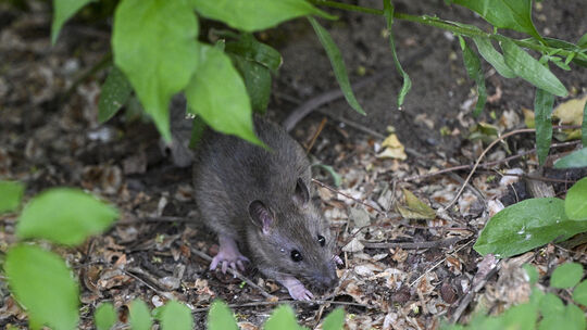 Eine Ratte in einem Vorgarten: Diese ungebetenen Gäste will niemand. Um sie zu bekämpfen, müssen sich professionelle Schädlingsb Eine Ratte in einem Vorgarten: Diese ungebetenen Gäste will niemand. Um sie zu bekämpfen, müssen sich professionelle Schädlingsb