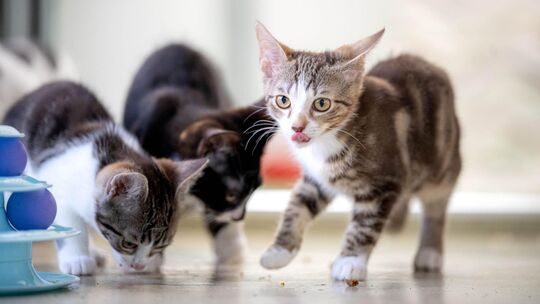 Über eine Katzenschutzverordnung ist auf Antrag der FWG im Verbandsgemeinderat Vordereifel diskutiert worden. Über eine Katzenschutzverordnung ist auf Antrag der FWG im Verbandsgemeinderat Vordereifel diskutiert worden.