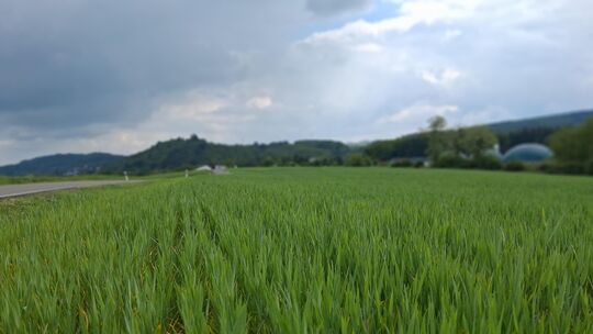 Nördlich des Dambacher Wegs soll bald eine PV-Anlage stehen. Nördlich des Dambacher Wegs soll bald eine PV-Anlage stehen.
