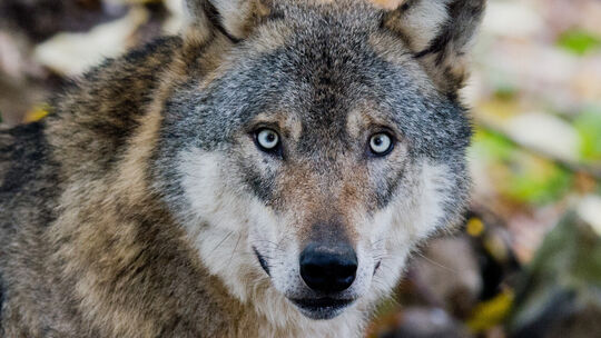Im Westerwald kommt es immer wieder zu Rissereignissen - selbst auf eingezäunten Arealen. Der Westerwaldkreis hat deshalb die Be Im Westerwald kommt es immer wieder zu Rissereignissen - selbst auf eingezäunten Arealen. Der Westerwaldkreis hat deshalb die Be