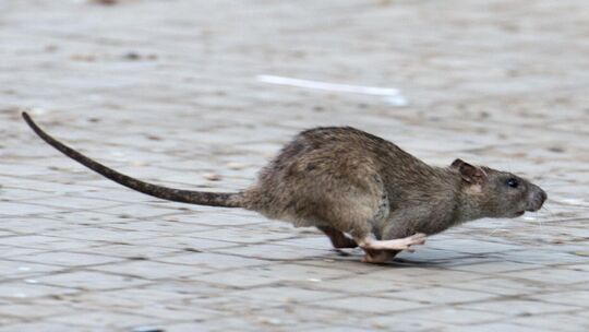 Hilfe, eine Ratte! Eklig! So reagieren wohl die meisten Menschen, wenn sie einen der zumeist unbeliebten Nager erblicken – erst Hilfe, eine Ratte! Eklig! So reagieren wohl die meisten Menschen, wenn sie einen der zumeist unbeliebten Nager erblicken – erst