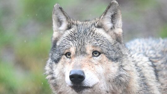 Vor Kurzem wurde laut einem Bürger ein Wolf in Oberreidenbach gesichtet. Das sorgt im Ort und der Umgebung für Unruhe. Ist es de Vor Kurzem wurde laut einem Bürger ein Wolf in Oberreidenbach gesichtet. Das sorgt im Ort und der Umgebung für Unruhe. Ist es de