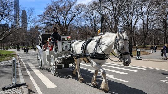 Aus für die Pferdekutschen im New Yorker Central Park Aus für die Pferdekutschen im New Yorker Central Park