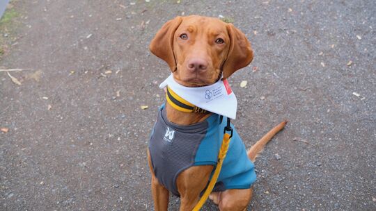 Cian ist ein Magyar Vizsla, die Hunderasse ist auch bekannt als ungarischer Vorstehhund. „Cian macht es sehr viel Spaß, mit Mens Cian ist ein Magyar Vizsla, die Hunderasse ist auch bekannt als ungarischer Vorstehhund. „Cian macht es sehr viel Spaß, mit Mens