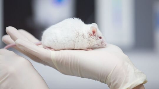 Lebende Tiere wie Mäuse werden an Hochschulen in Rheinland-Pfalz nicht mehr in der Lehre eingesetzt, informiert das Wissenschaft Lebende Tiere wie Mäuse werden an Hochschulen in Rheinland-Pfalz nicht mehr in der Lehre eingesetzt, informiert das Wissenschaft
